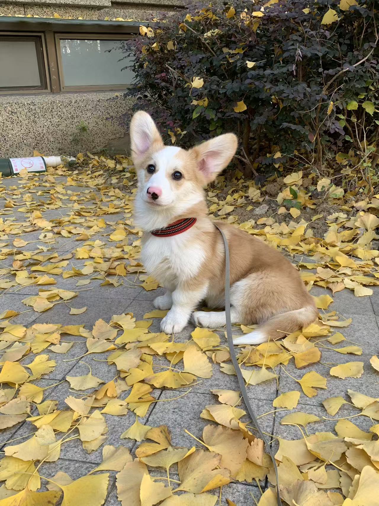 带尾巴小公，冠军血统，花鼻头，呆萌可爱。